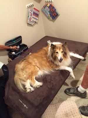 WagMore Veterinary Care - About Acupuncture
